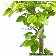 뱅갈고무나무