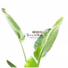 잎이 얇고 연두빛의 잎을 가진 여인초
