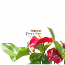 안시리움/ 안스리움 테이블용