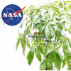 nasa  공기정화식물 10위 파키라
