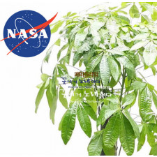 nasa  공기정화식물 10위 파키라