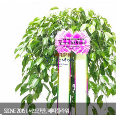 킹벤자민