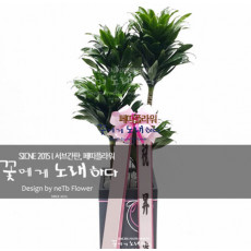 콤팩타