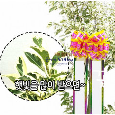칼라벤자민(무늬)