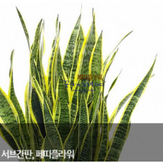 산세베리아