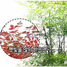 남천