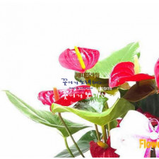 안시리움 안스리움 독특한 화분/ 탁상용