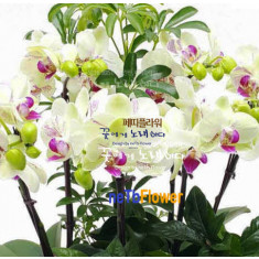화이트호접란 자주입술 / 흰색여왕