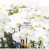 화이트호접란 / 노란입술 / 팔레노프시스