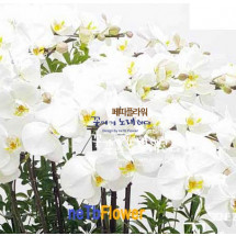 화이트호접란 / 노란입술 / 팔레노프시스