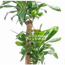 리본걸이 행운목