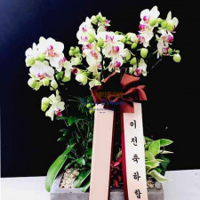 호접그린베어 서양난