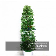 홍콩야자
