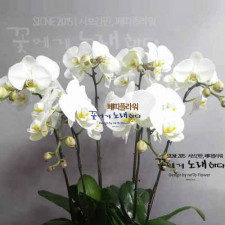 근조서양란