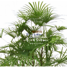 종려죽- 관음죽과 비슷한 성질을 가진 ,고급스러운 귀한 품종입니다