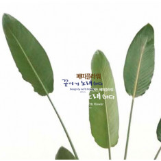 극락조