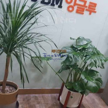 출잘 분갈이