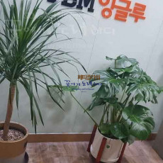 출잘 분갈이