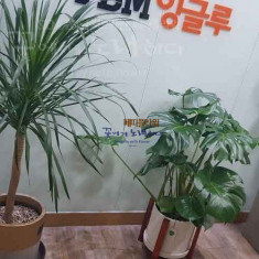 출잘 분갈이