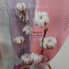 목화 꽃다발(이스라엘산)
