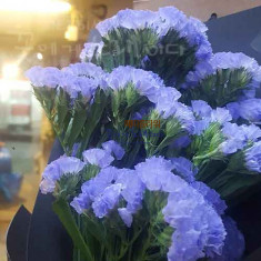 영원한사랑의 꽃말을 가진 스타치스