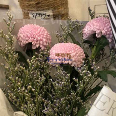 폼폰 국화의 꽃말은 내 마음은 진심입니다