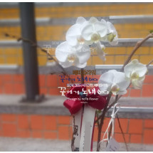 달항아리 서양란(집안에 좋은기운을 불러오고 재물과 복을 담는다는  풍수지리 달항아리)