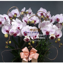 호접란 화이트레드립