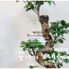 가지마루팬더 (인삼팬더/인삼펜다)