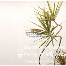 한성대꽃집 성북동꽃집 페띠플라워] 대형 드라세나 마지나타 웨이브 인터리어 식물 서울 경기 개업 준공식 고급화분